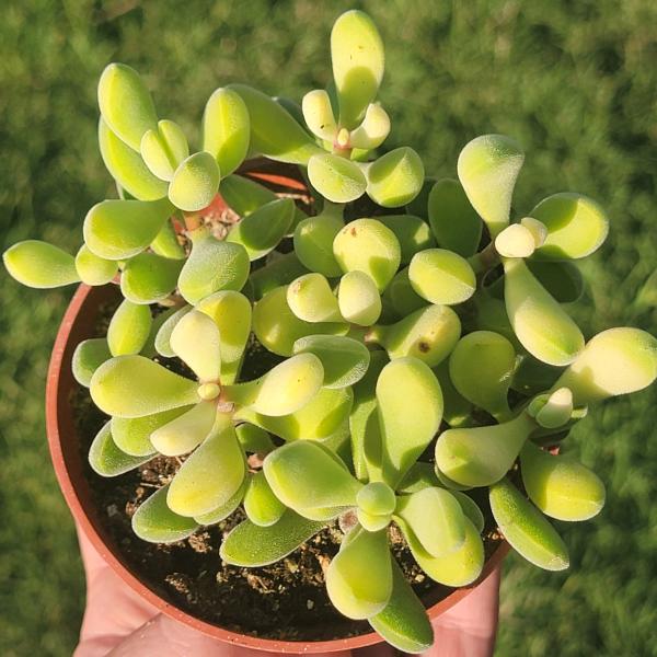 Crassula 'Rogersii' picture