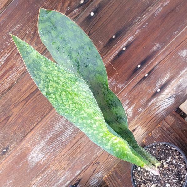 Sansevieria Shark fin XL picture