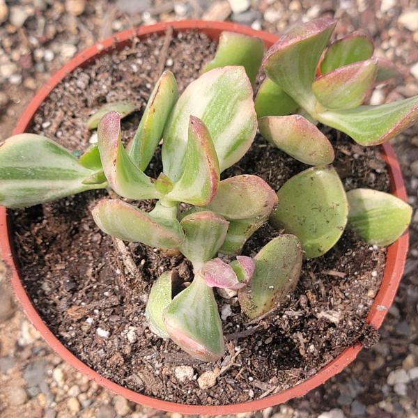 Crassula ovata 'Tricolor' Jade Plant Var. picture