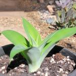 Agave 'Attenuata' 'Foxtail Agave'