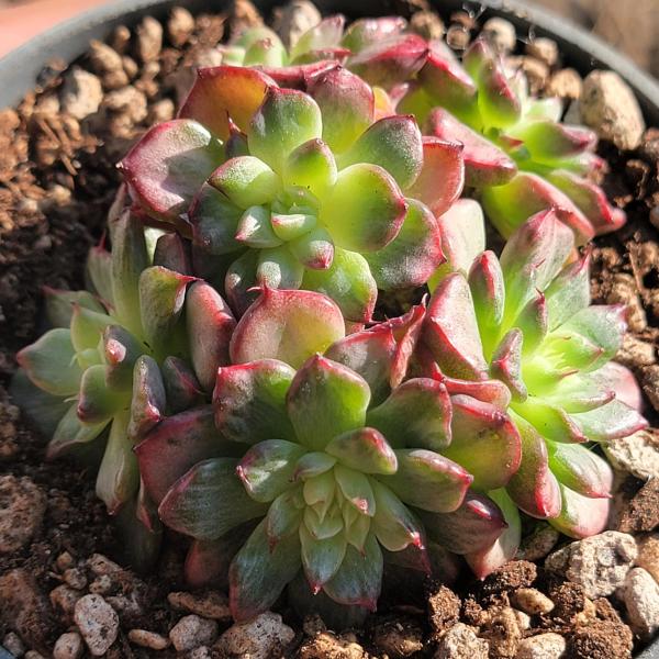 Echeveria 'Miracle' picture