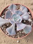 Echeveria 'Muesli'