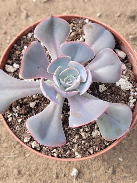 Echeveria 'Muesli' picture