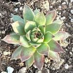 Sempervivum 'Greenii'