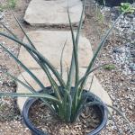 Hesperaloe parviflora 'Red Yucca'