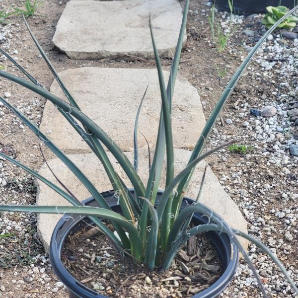 Hesperaloe parviflora 'Red Yucca' picture