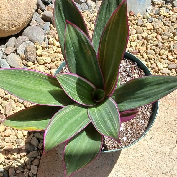 Tradescantia spathacea 'Moses in a Cradle' picture