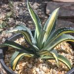 Agave Americana Var.