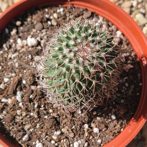 Mammilaria Polythele 'Mother of Hundreds'