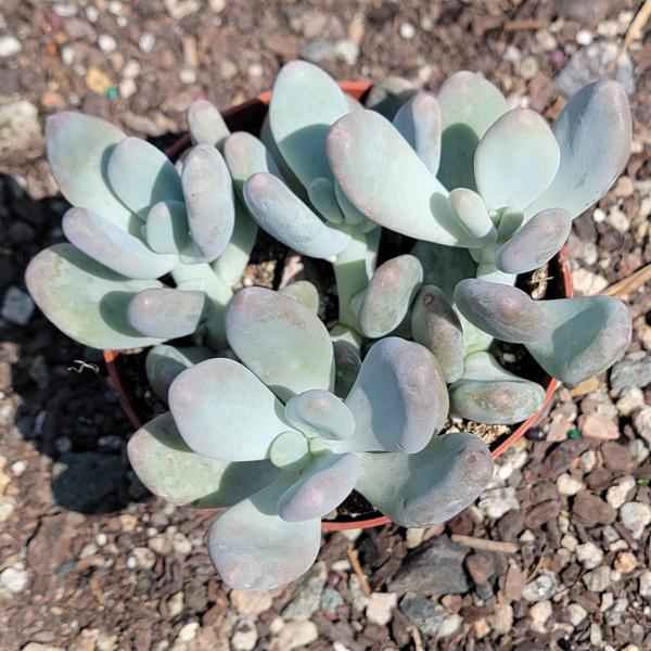 Pachyphytum oviferum 'Purpus' 'Moonstones' picture