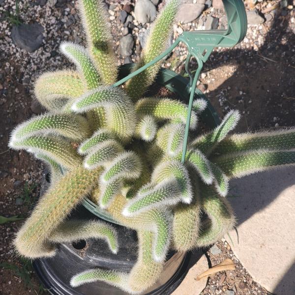 Cleistocactus Winteri ssp. Colademononis 'Monkey Tail Cactus' picture