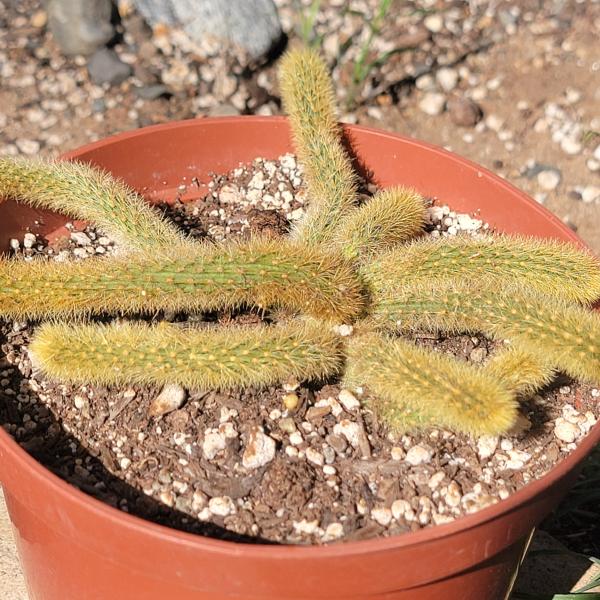 Cleistocactus winteri 'Golden Rat Tail' picture