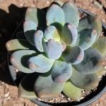 Echeveria haagai 'Tolimanensis'