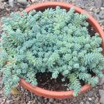 Sedum dasyphyllum 'Himalayan Skies'