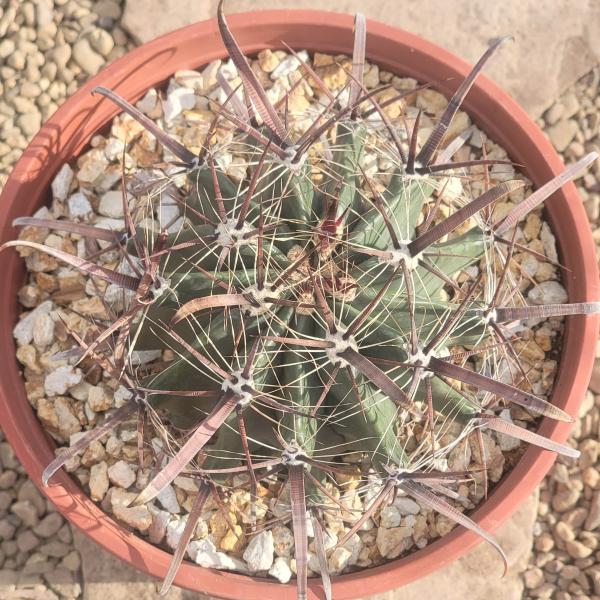 Ferocactus gracilis 'Fire Barrel Cactus'