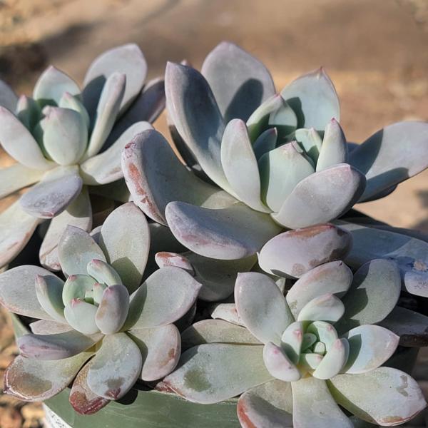 Echeveria 'Hoshikage' picture