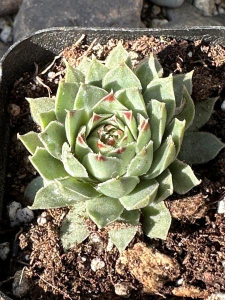 Sempervivum tectorum 'Royanum'