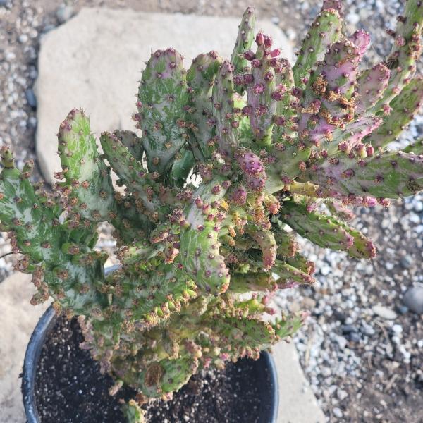 Opuntia monacantha monstruosa variegata picture