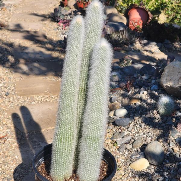 Cleistocactus strausii 'Silver Torch'