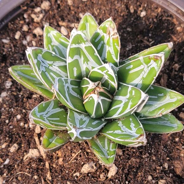 Agave victoriae-reginae 'Queen Victoria' picture