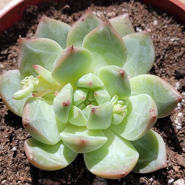 Echeveria 'White Dragon' picture