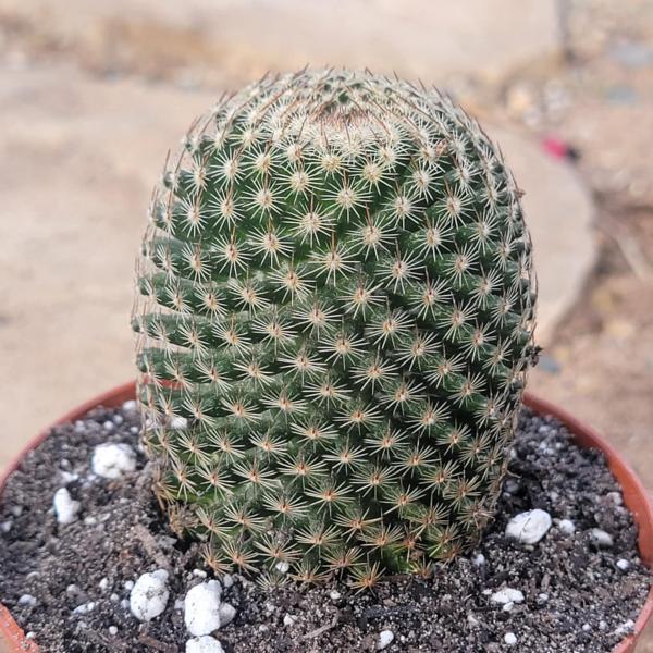 Mammillaria Matudae â€˜Thumb Cactusâ€™ picture