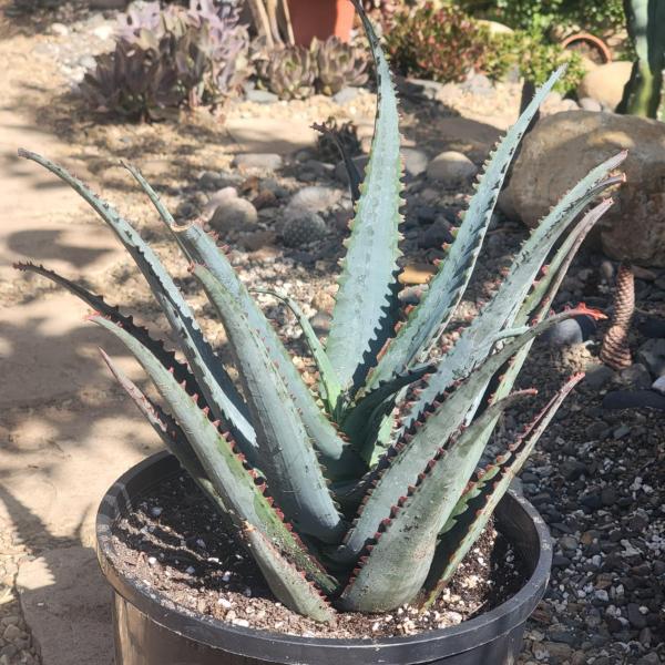 Aloe divaricata 'Diablo' picture