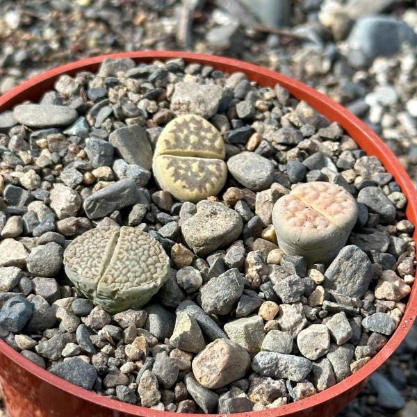 Lithops spp.