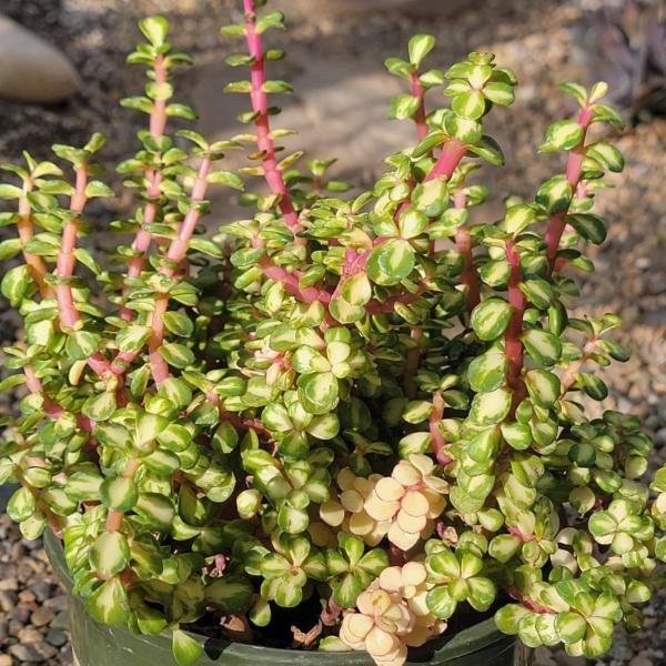 Portulacaria Afra 'Kaleidoscope' picture