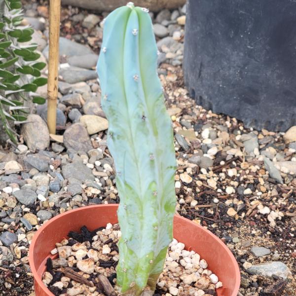 Myrtillocactus geometrizans 'Blue Candle' picture