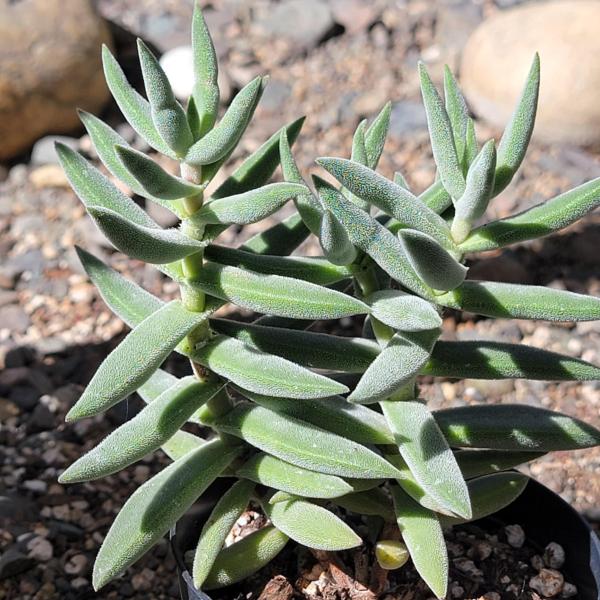 Crassula Mesembryanthemoides 'Tenelli' picture