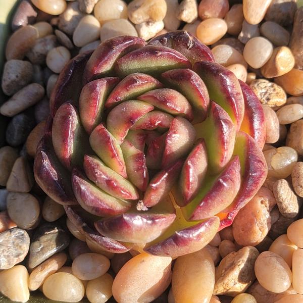 Echeveria 'Dream Rose' picture