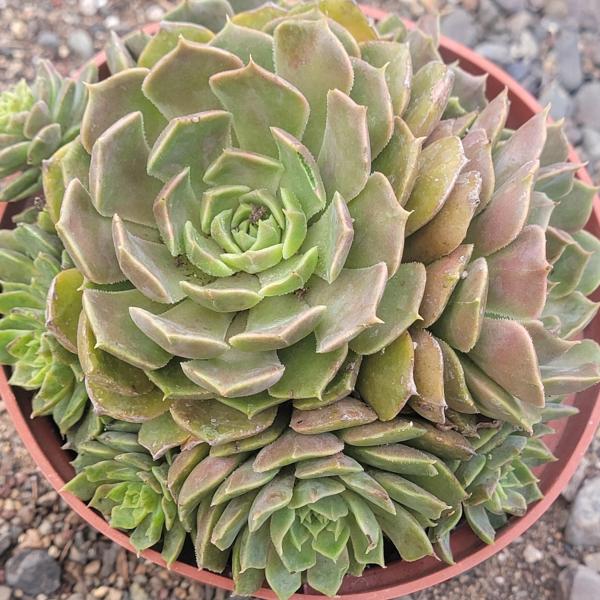 Echeveria 'Brown Rose' picture