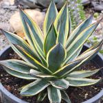 Agave x ocahuata 'Snow Glow'