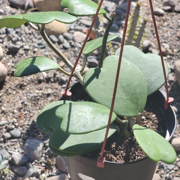 Hoya Kerrii Vine