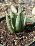 Aloe Dichotoma