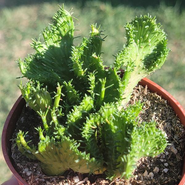 Euphorbia Flanaganii f. Cristata picture