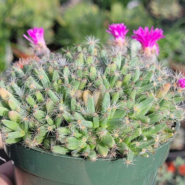 Trichodiadema densum 'Mini Desert Rose' picture