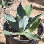 Agave 'Celsii Nova'