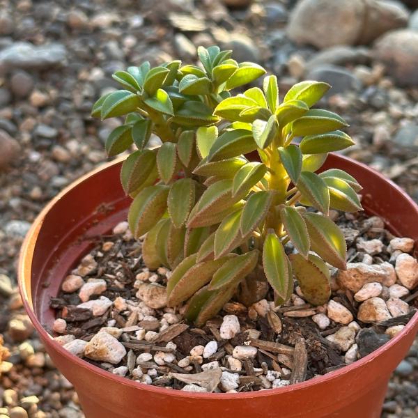 Peperomia asperula picture