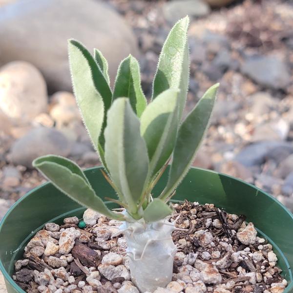 Pachypodium lealii v. saundersii picture