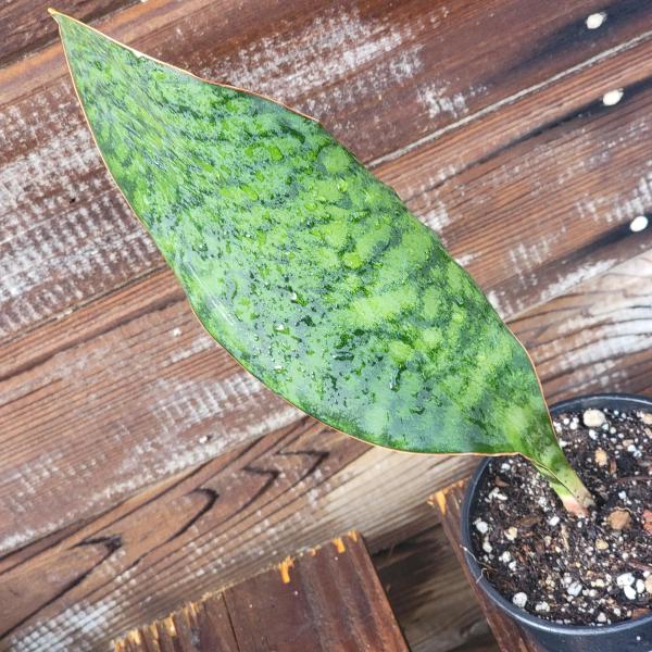 Sansevieria Shark fin XL picture