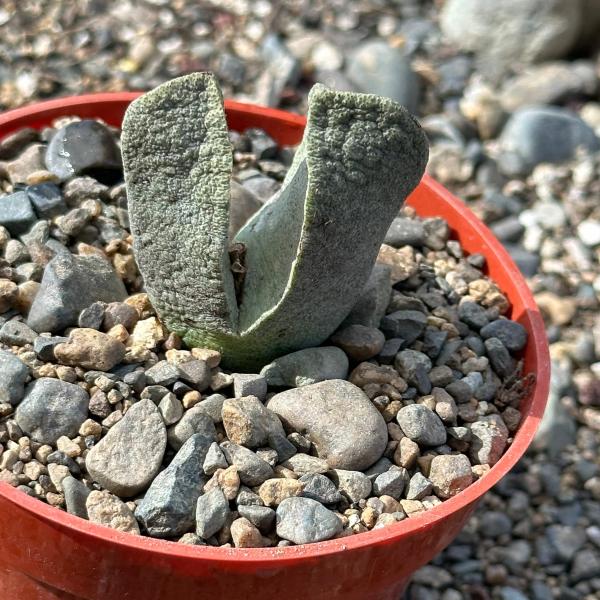 Pleiospilos nelii 'Split Rock'