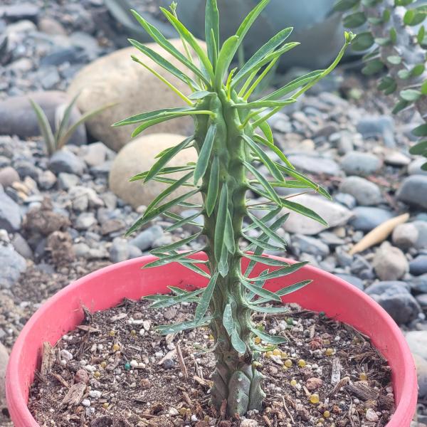 Euphorbia loricata picture