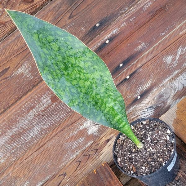 Sansevieria Shark fin XL picture