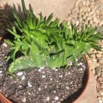 Austrocylindropuntia Subulata 'Eve's Needle'