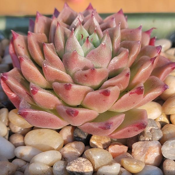 Echeveria 'Red Peppers'