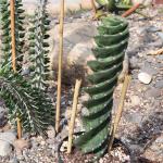 Cereus forbesii 'spiralis' Spiral Cactus