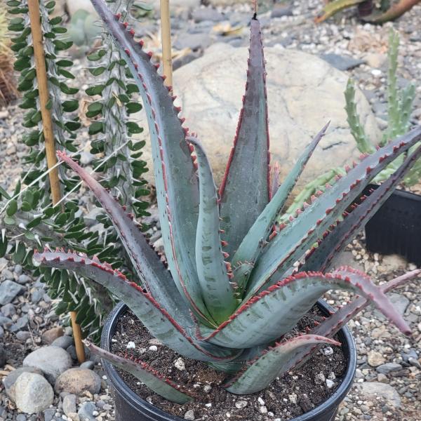 Aloe divaricata 'Diablo' picture