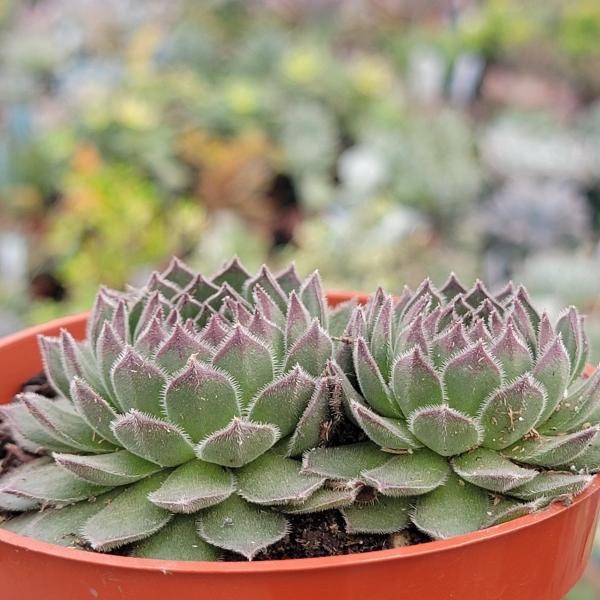 Sempervivum 'Titania' picture